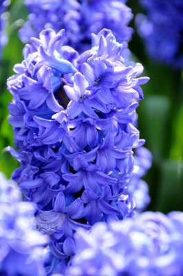 <i>Hyacinthus orientalis</i> 'Delft Blue'