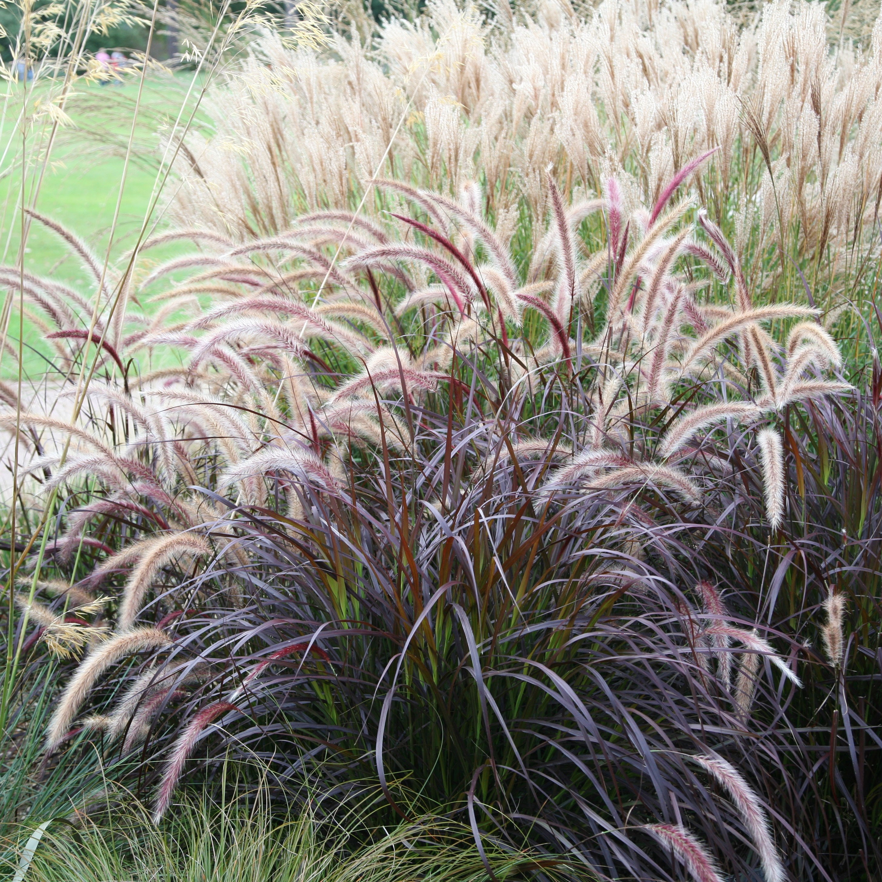 <i>Pennisetum advena</i> 'Rubrum'