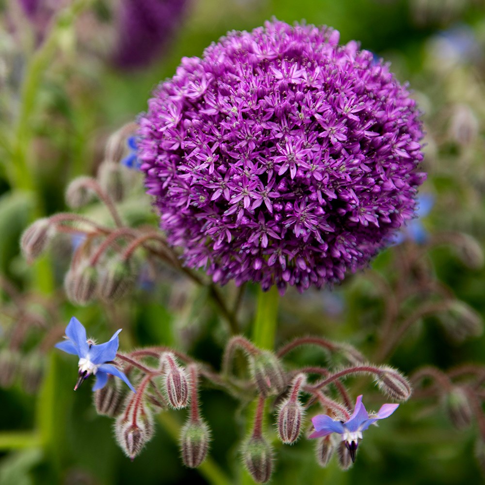 <i>Allium giganteum</i> 