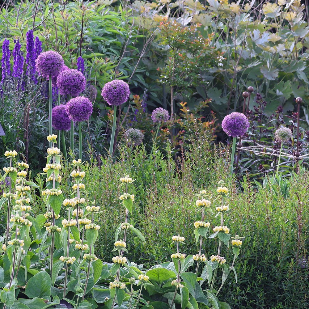 <i>Allium giganteum</i> 