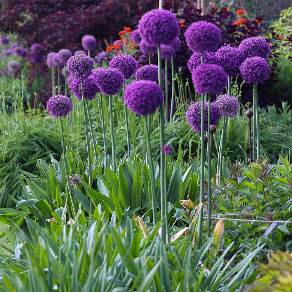 <i>Allium giganteum</i> 