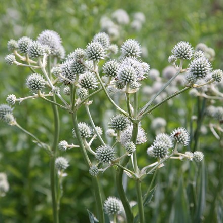 <i>Eryngium yuccifolium</i> 