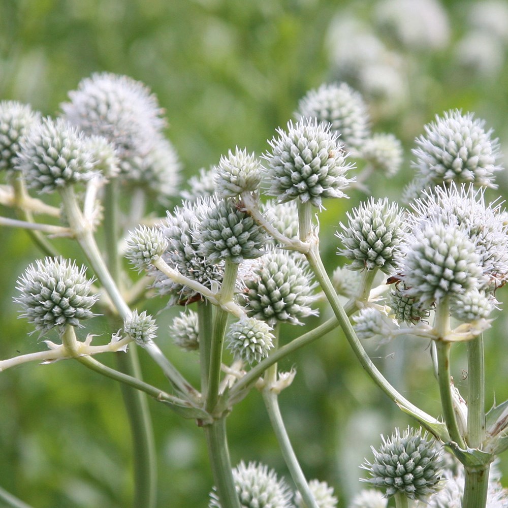 <i>Eryngium yuccifolium</i> 