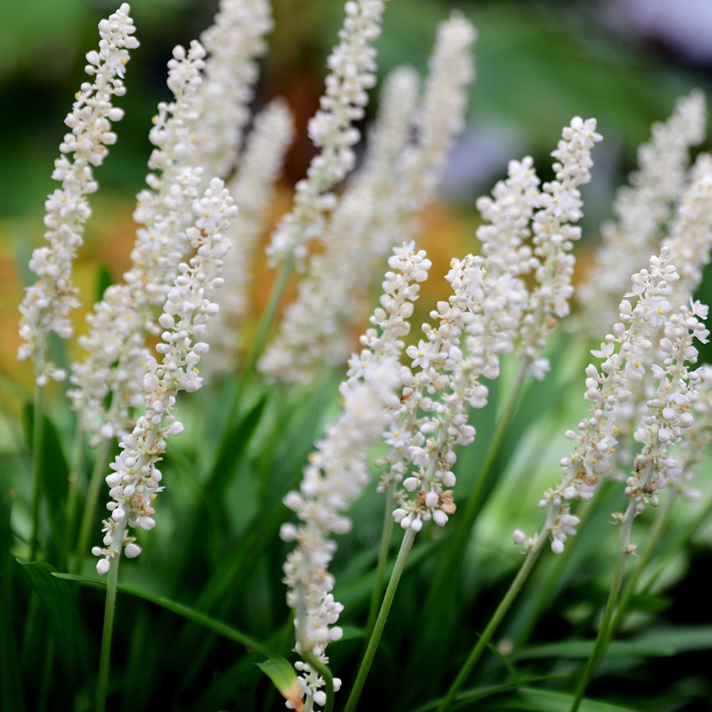 <i>Liriope muscari</i> 'Monroe White'