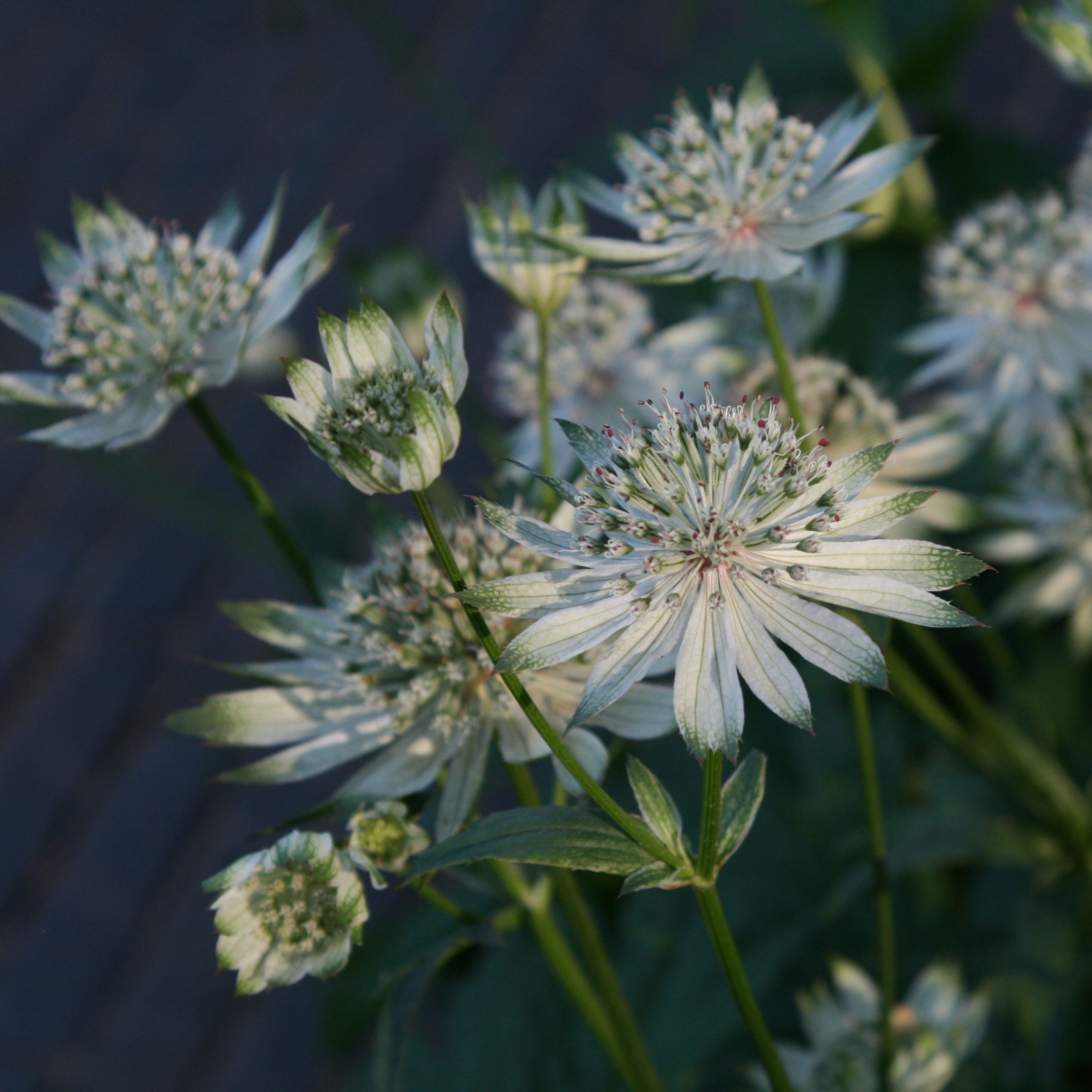 <i>Astrantia major</i> subsp. <i>involucrata</i> 'Shaggy'