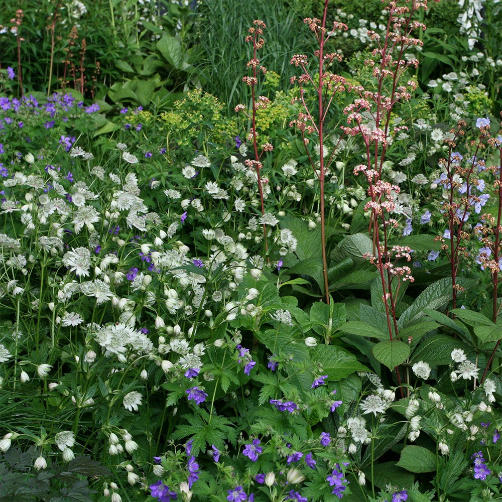 <i>Astrantia major</i> subsp. <i>involucrata</i> 'Shaggy'