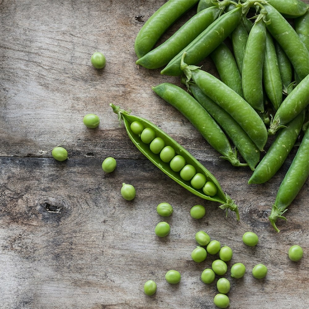 pea (early) 'Early Onward'
