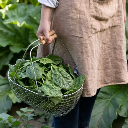 perpetual spinach