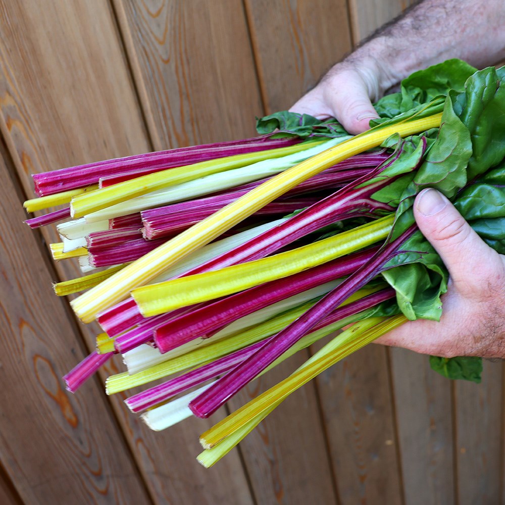 chard 'Rainbow Chard'