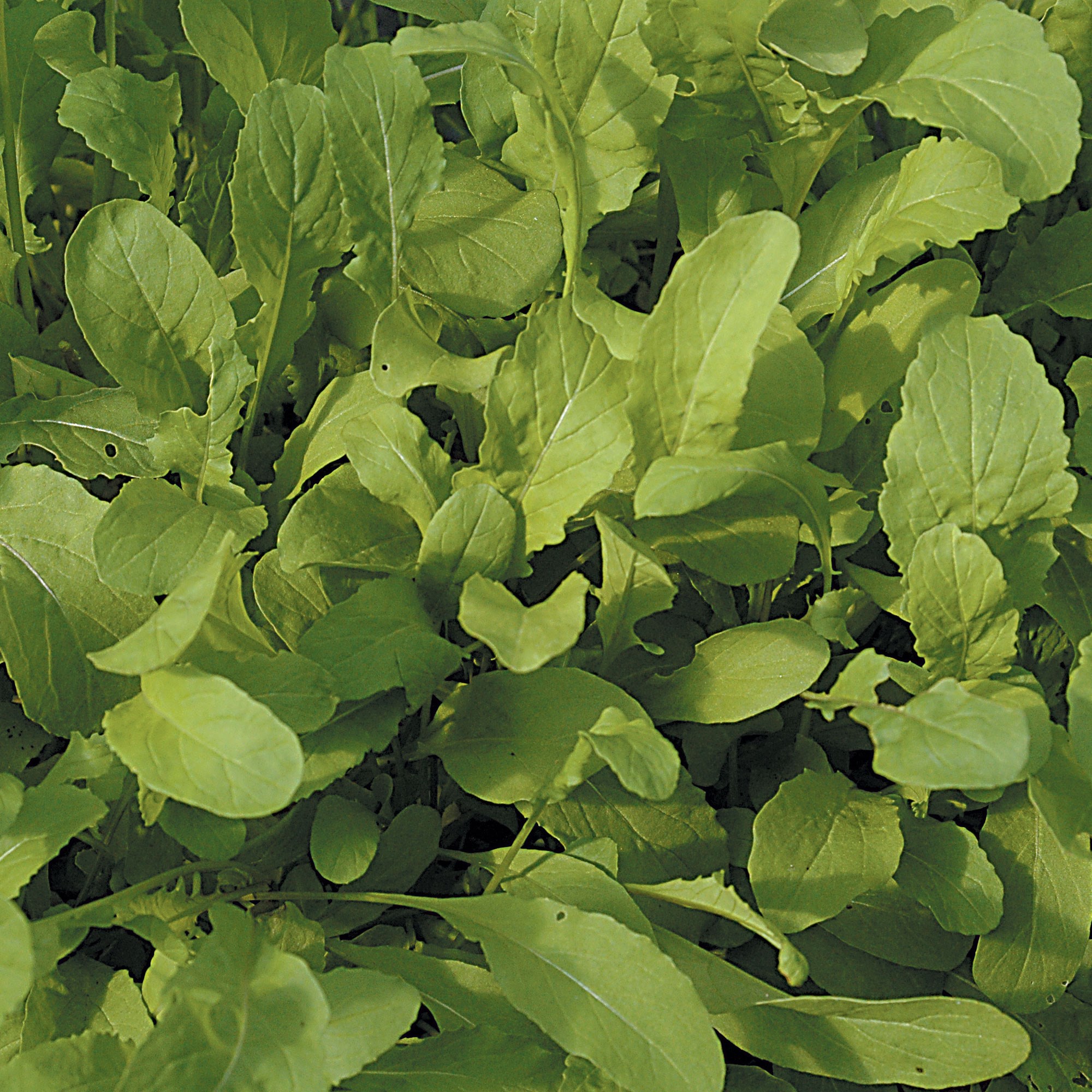 rocket - salad