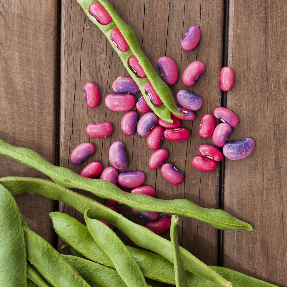 bean (runner) 'Scarlet Emperor'