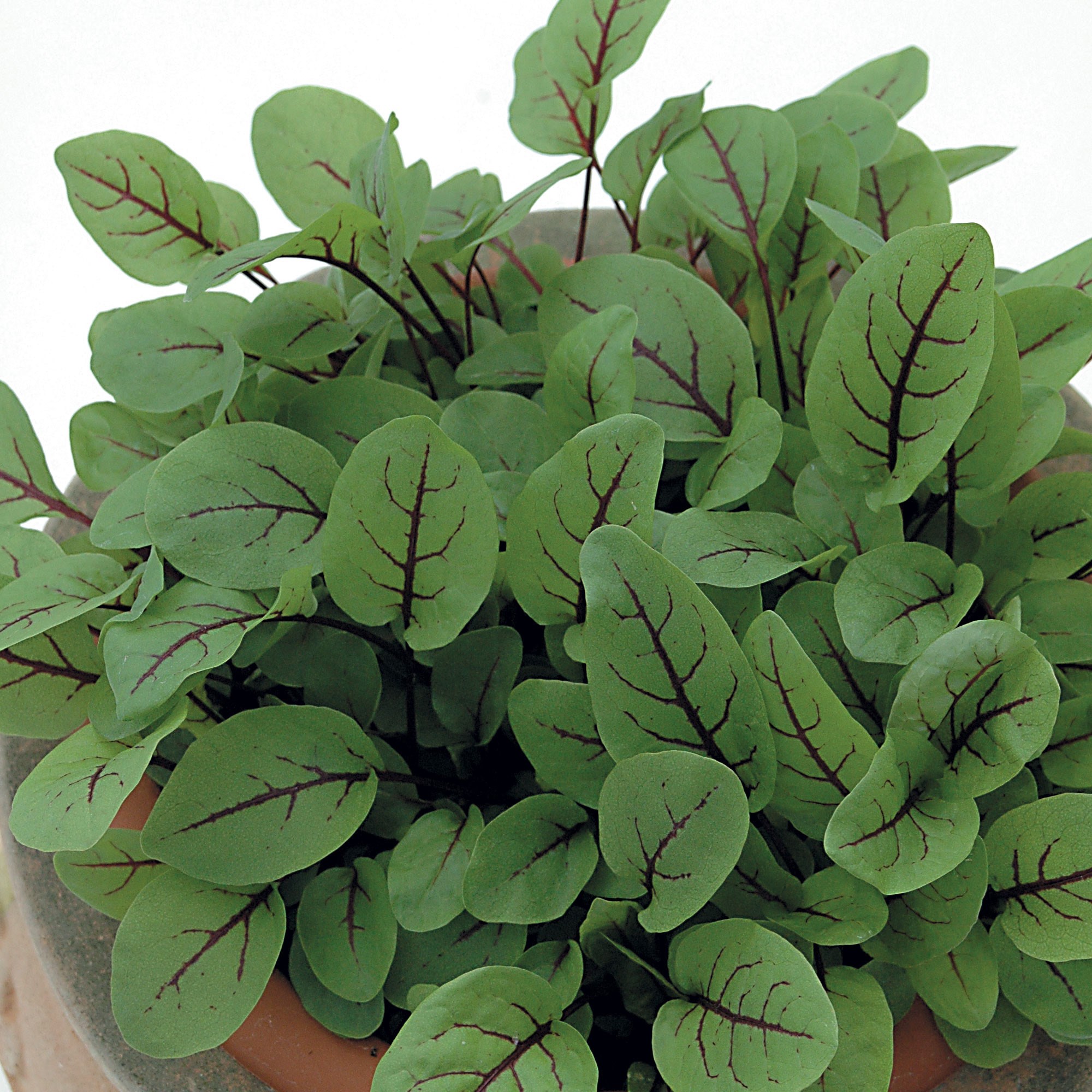 sorrel red veined