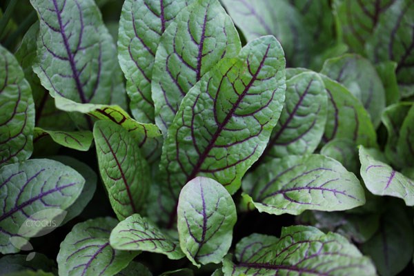 sorrel red veined
