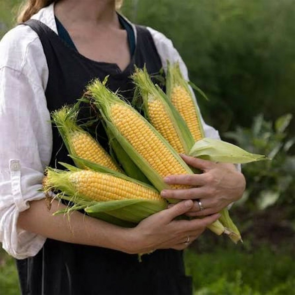 sweetcorn 'Swift' (early season) F1
