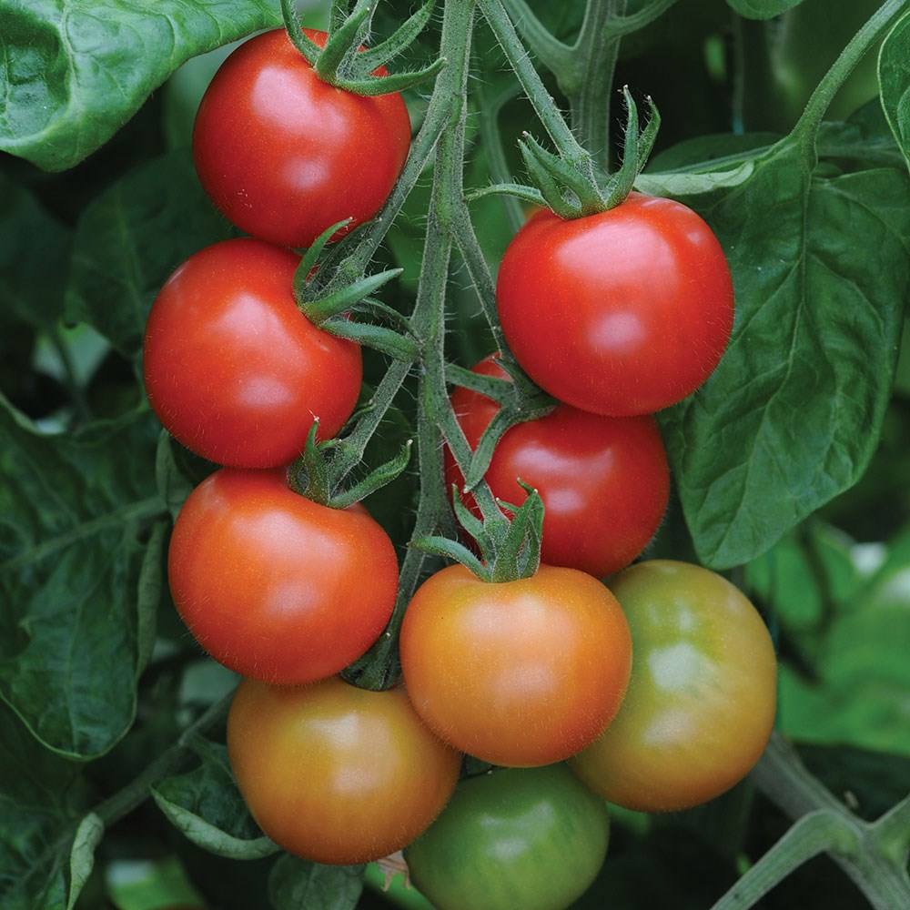tomato (cherry) 'Gardeners Delight'