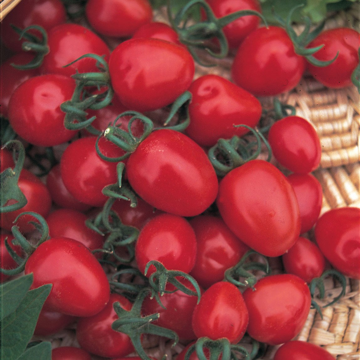 tomato (cherry) 'Red Alert'