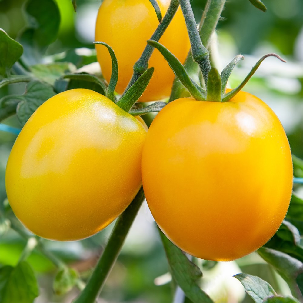 tomato (standard) 'Golden Sunrise'
