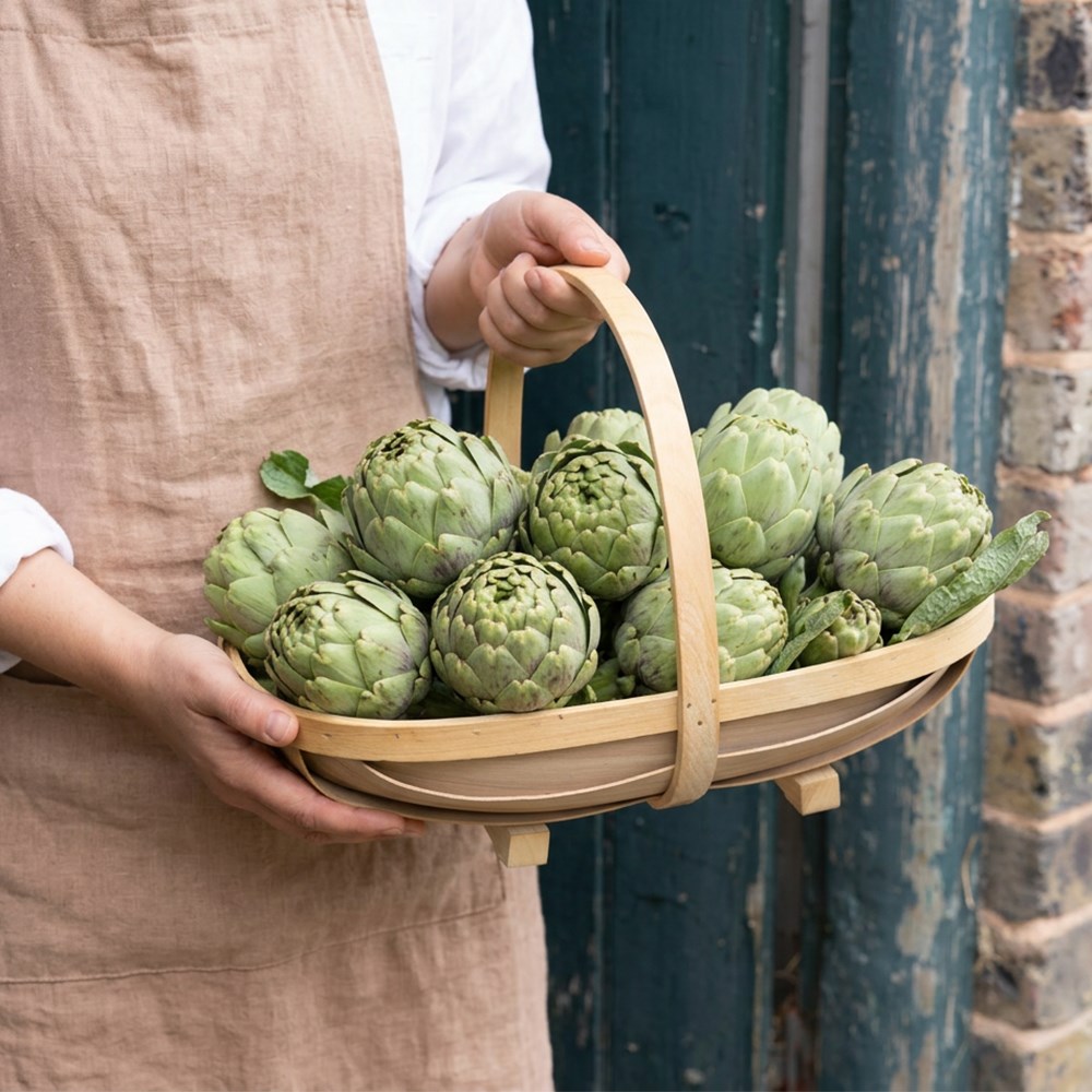 artichoke 'Green Globe'
