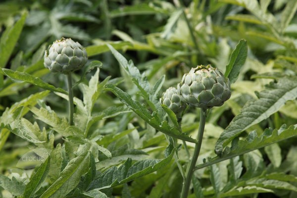 artichoke 'Green Globe'