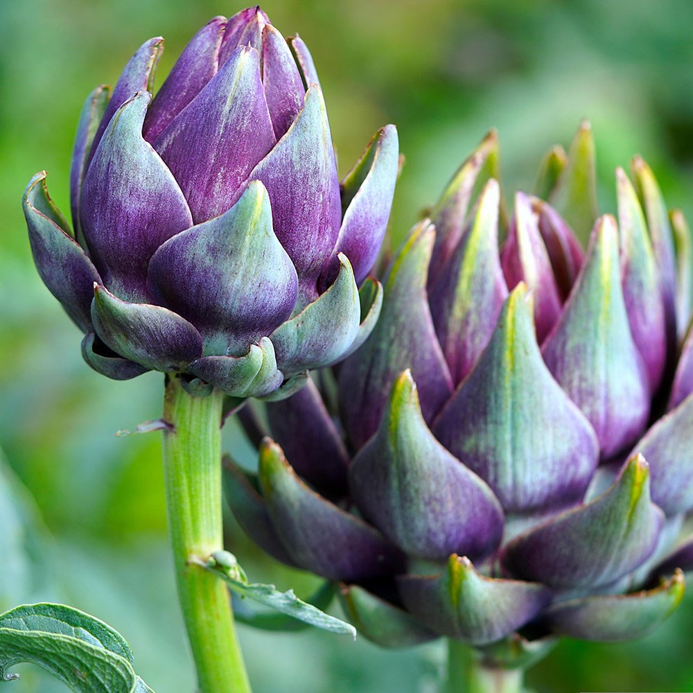 artichoke 'Purple Globe'