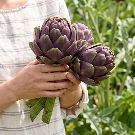 artichoke 'Purple Globe'