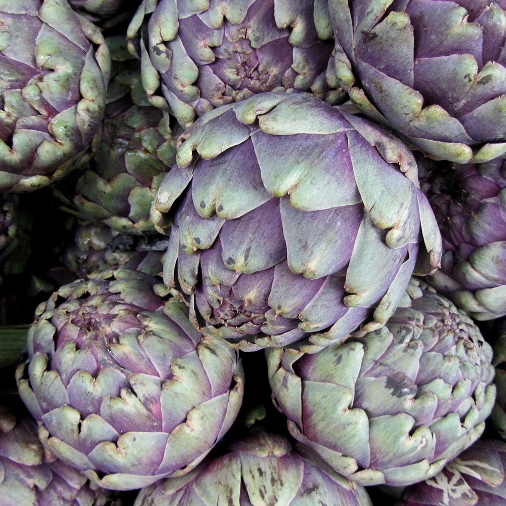 artichoke 'Purple Globe'