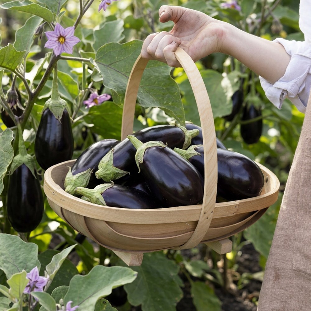 aubergine 'Moneymaker' F1