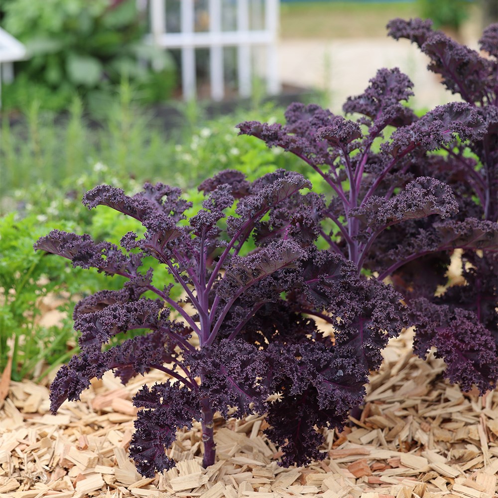 kale 'Redbor' F1