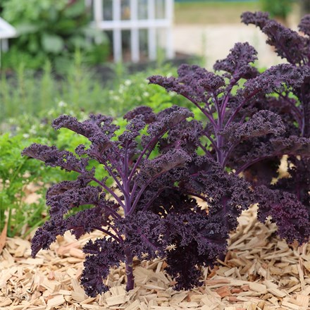 kale Redbor F1