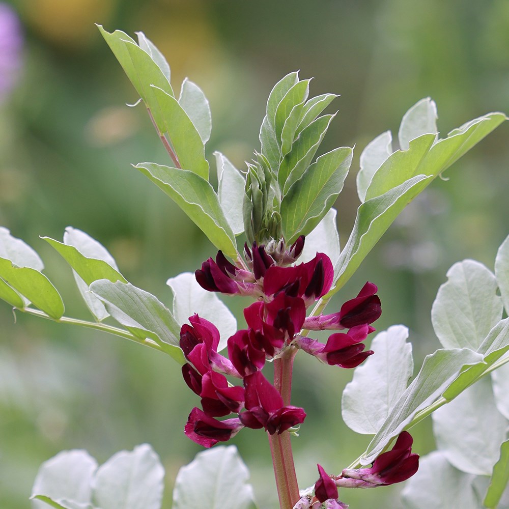 bean (broad) 'crimson-flowered'
