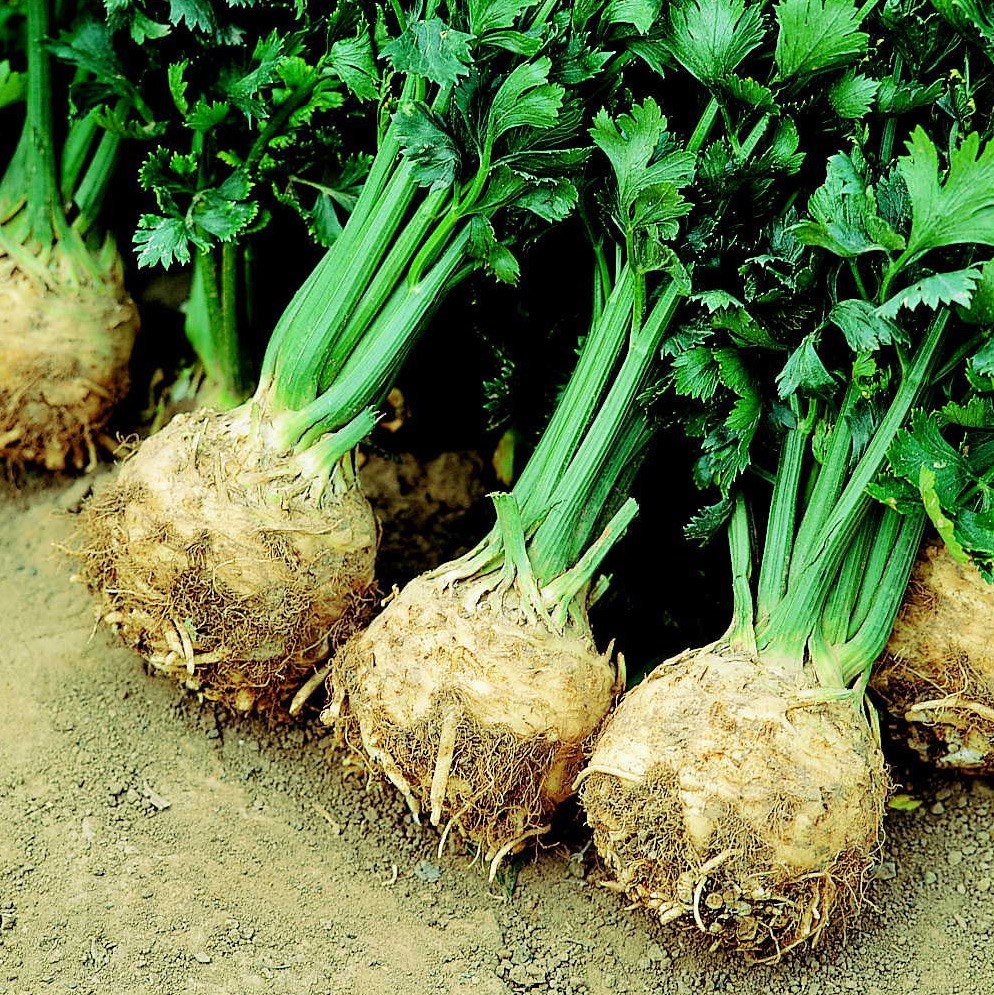 celeriac 'Prinz'