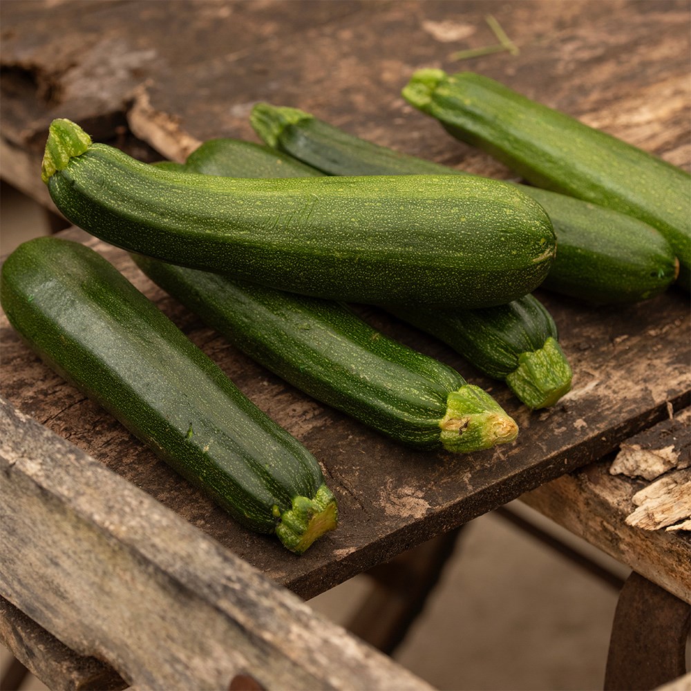 courgette 'Defender' F1