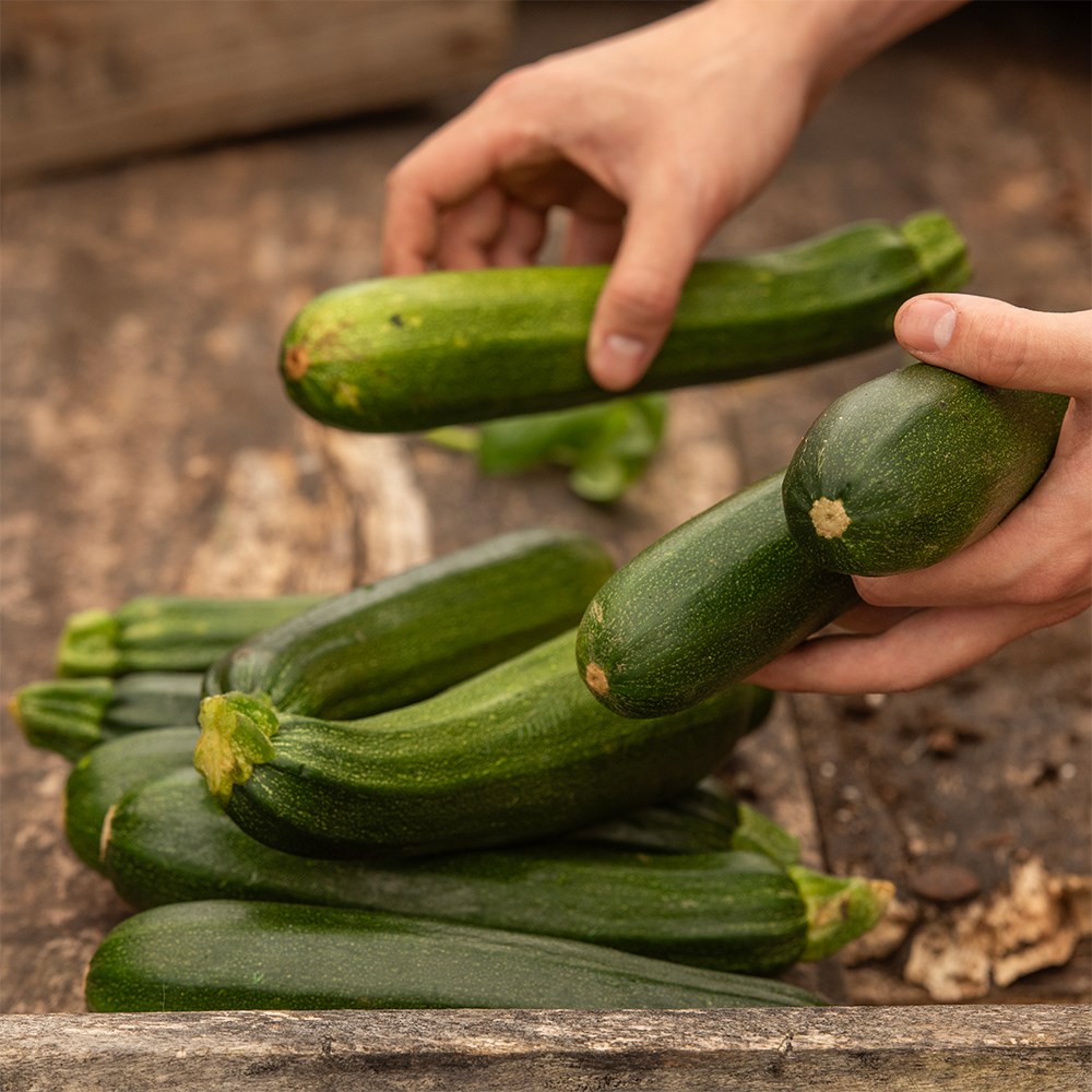 courgette 'Defender' F1