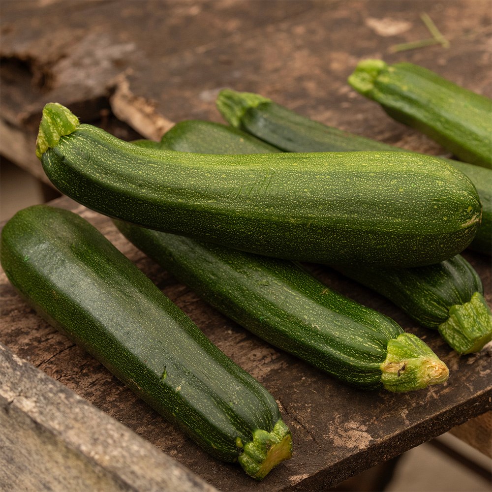 courgette 'Defender' F1