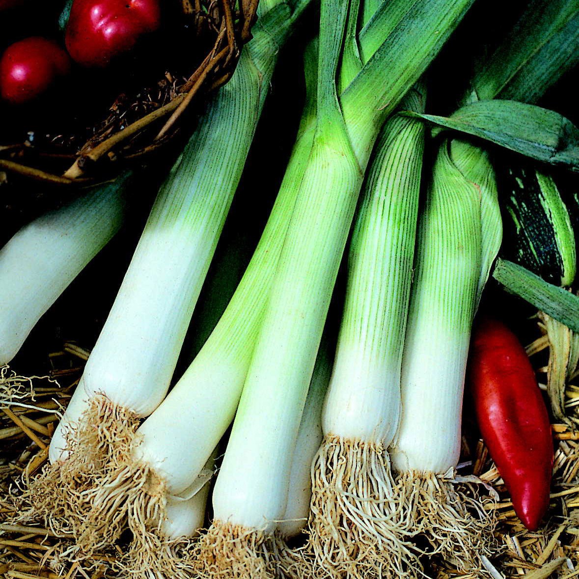 leek 'Bleu de Solaise'