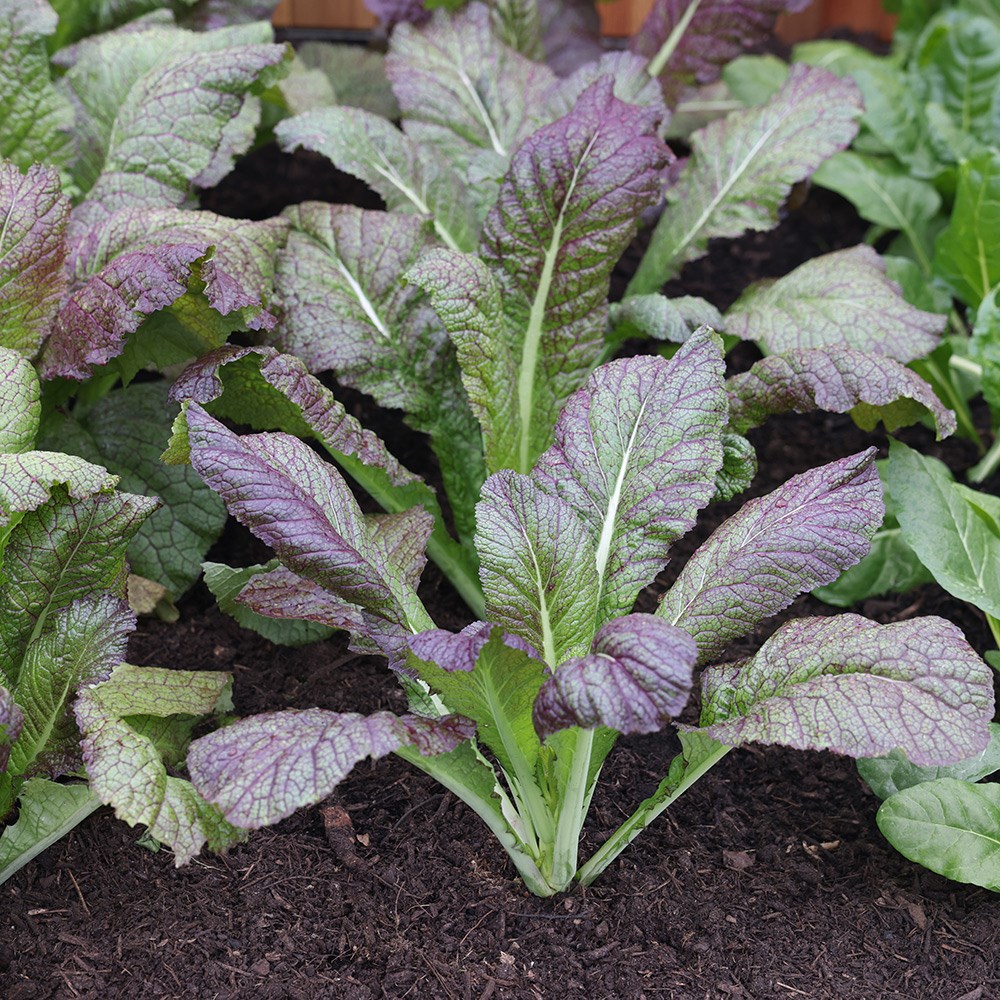 mustard 'Red Giant'