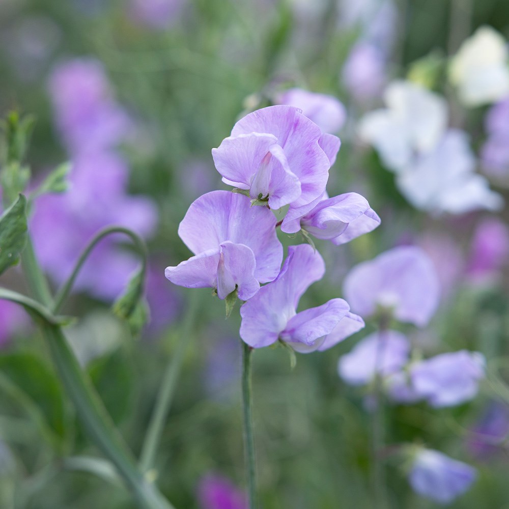 <i>Lathyrus odoratus</i> 'Karen Louise'