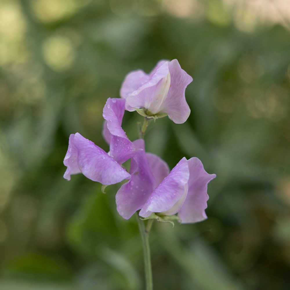 <i>Lathyrus odoratus</i> 'Daphne'