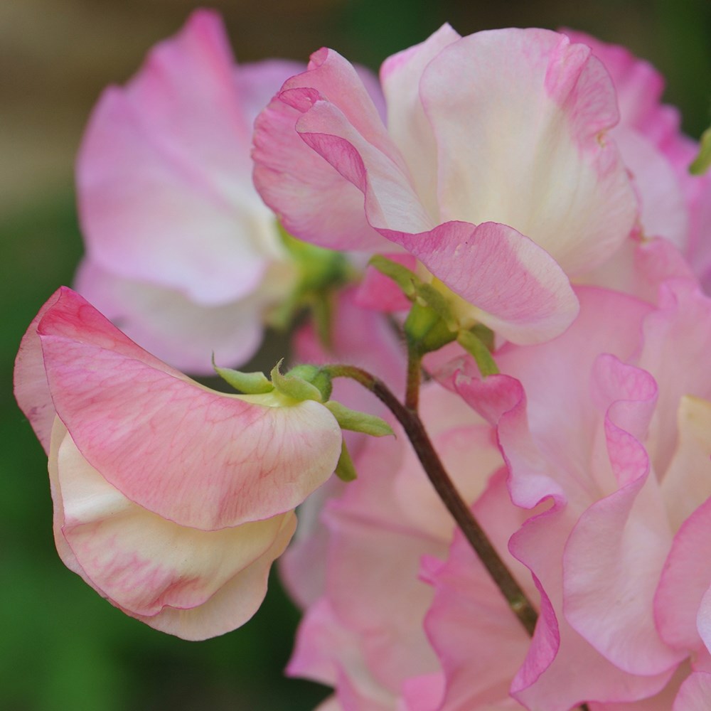 <i>Lathyrus odoratus</i> 'Frolic'