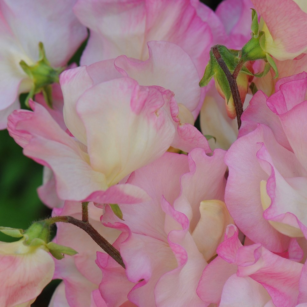 <i>Lathyrus odoratus</i> 'Frolic'