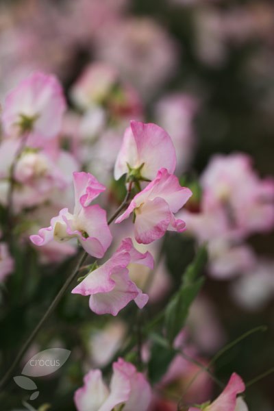 <i>Lathyrus odoratus</i> 'Frolic'