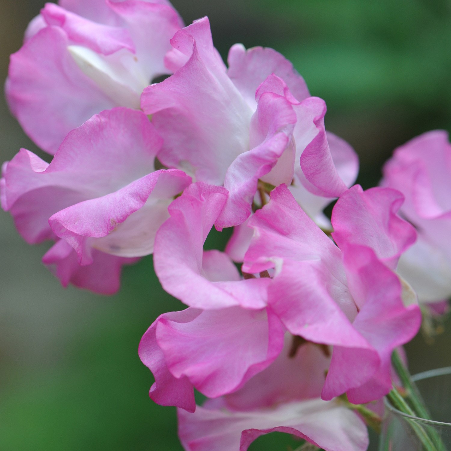 <i>Lathyrus odoratus</i> 'Gwendoline'