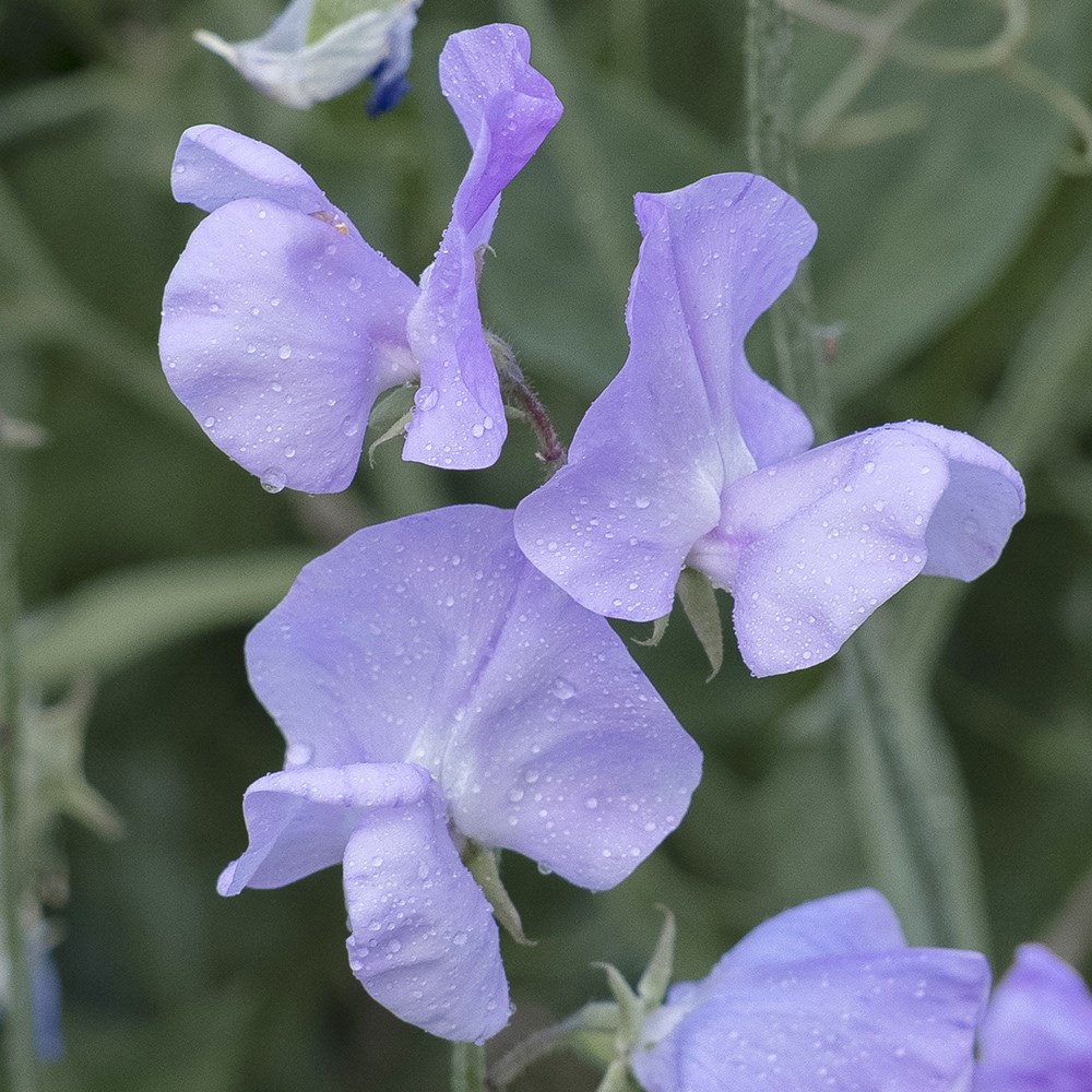 <i>Lathyrus odoratus</i> 'Leamington'