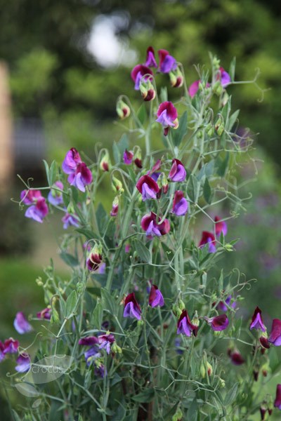 <i>Lathyrus odoratus</i> 'Matucana'