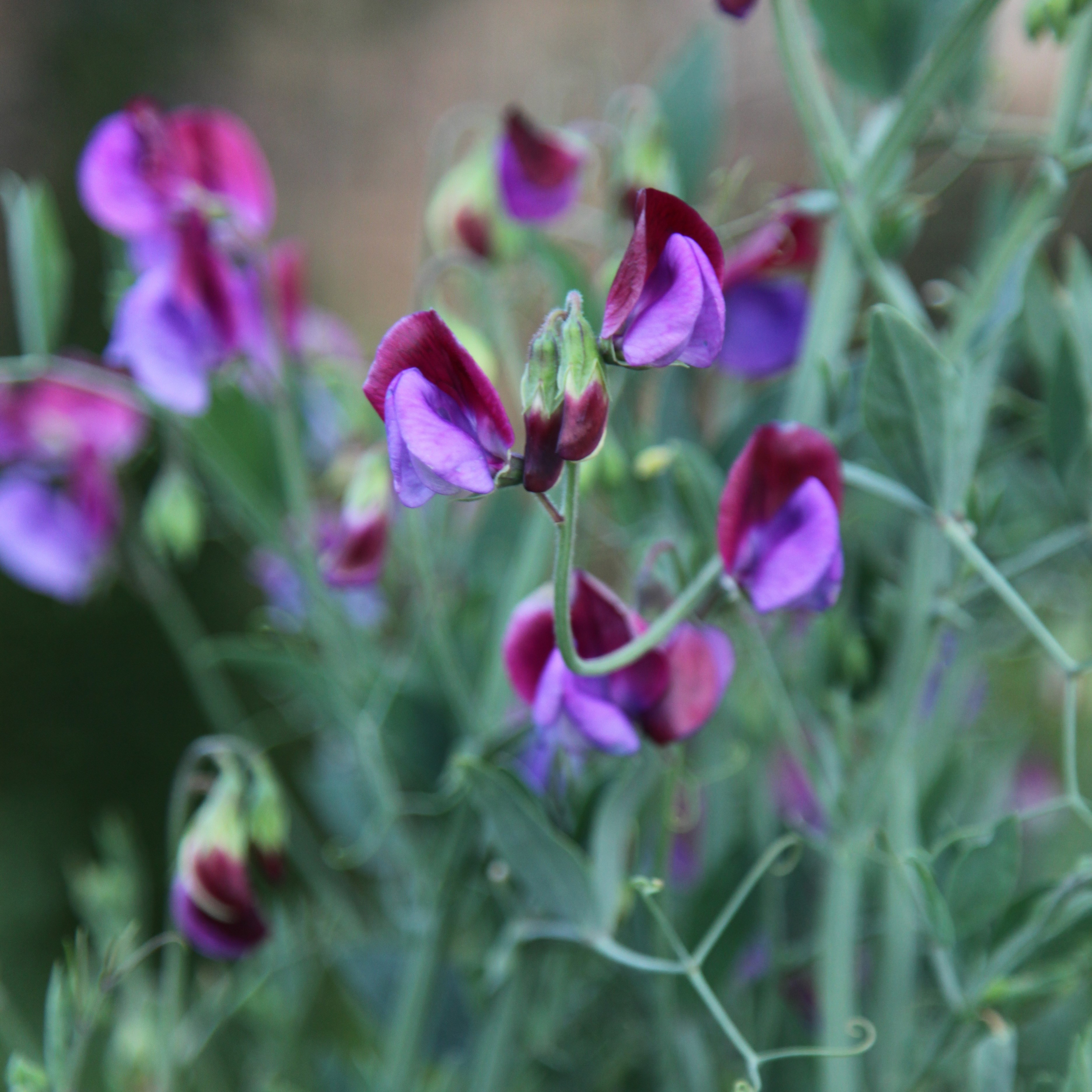 <i>Lathyrus odoratus</i> 'Matucana'