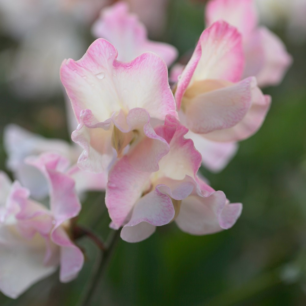 <i>Lathyrus odoratus</i> 'Mollie Rilstone'