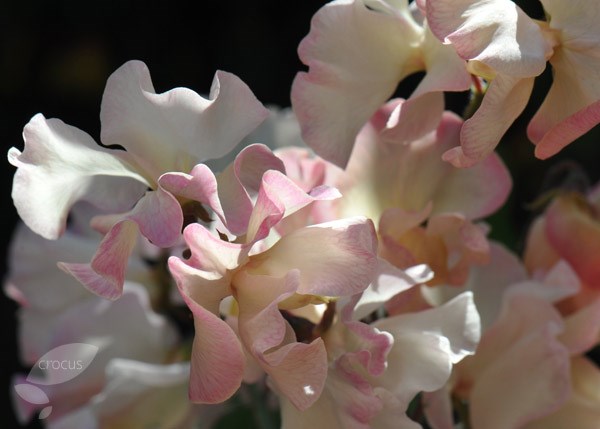 <i>Lathyrus odoratus</i> 'Mollie Rilstone'
