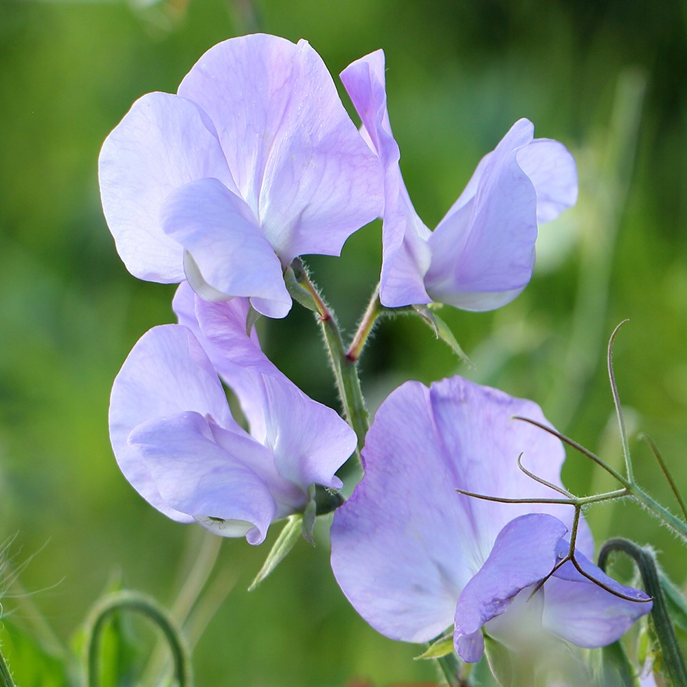 <i>Lathyrus odoratus</i> 'Noel Sutton'