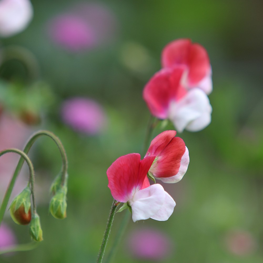 <i>Lathyrus odoratus</i> 'Painted Lady'