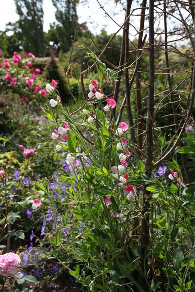 <i>Lathyrus odoratus</i> 'Painted Lady'